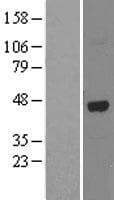 ALKBH1 / ALKB Protein (Over-Expression Lysate Myc-DDK (Flag))