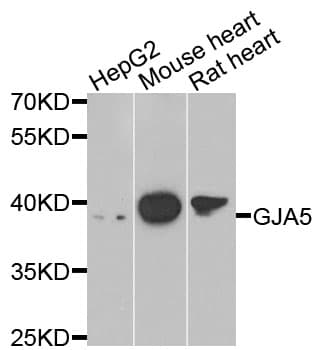 GJA5 / CX40 / Connexin 40 Antibody