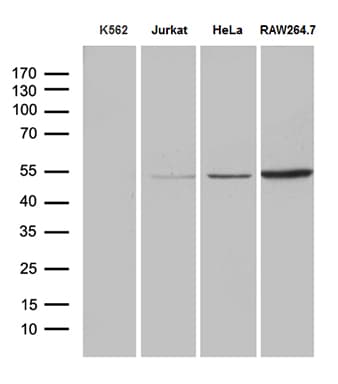 RNF14 / ARA54 Antibody (aa1-220, clone OTI1C9, Carrier-free)