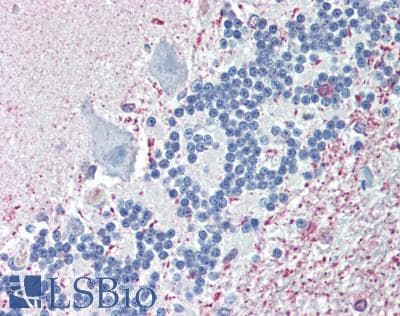 FAM127A Antibody