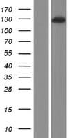 FARP2 / FRG Protein (Over-Expression Lysate Myc-DDK (Flag))