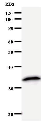 NUDT21 Antibody (clone 2203C3)