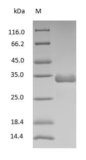 Rat IgG Fc Protein (Native)