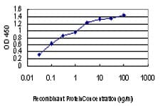 GAK Antibody (clone 4C10)