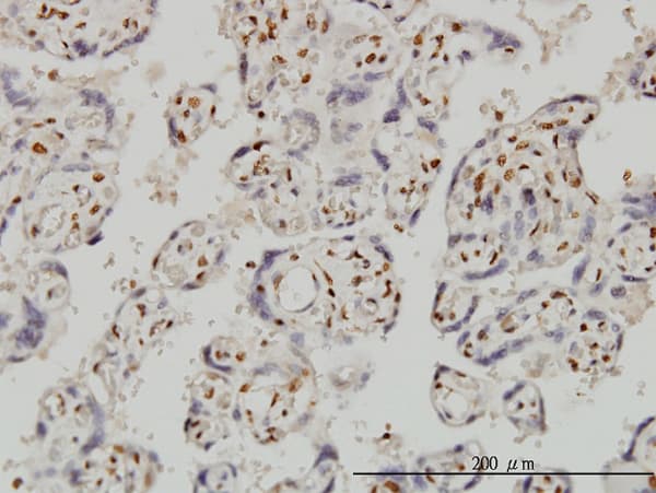 FOXR2 Antibody (clone 2C1)