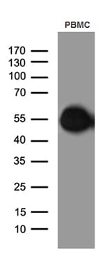 CD14 Antibody (aa20-87, clone OTI9C7)