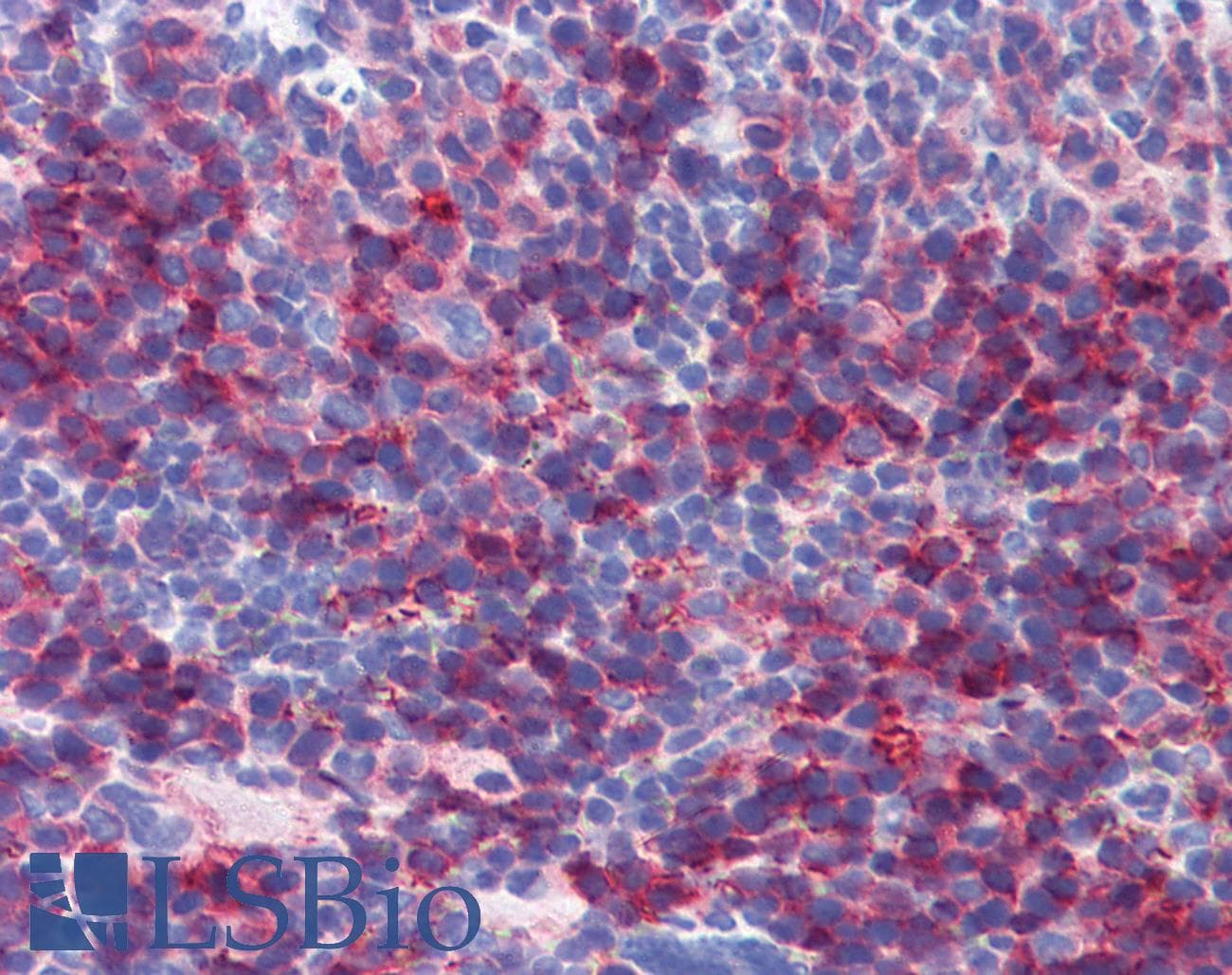 IHC-plus™ Basigin / Emmprin / CD147 Antibody (clone OX114)
