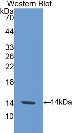 SIGIRR Antibody (aa1-118)