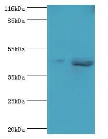 SKP2 Antibody (aa1-424, FITC)