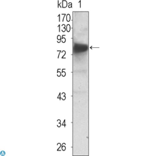 NTRK3 / TRKC Antibody