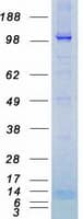 Human NPRA / NPR1 Protein (Recombinant Myc-DDK (Flag))