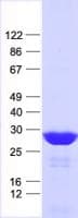 Human HOXA6 Protein (Recombinant His, N-Terminal)
