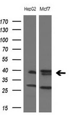 FOS / c-FOS Antibody (clone OTI5A11)