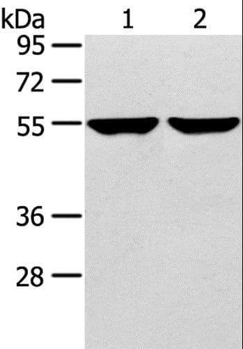 TRIM62 Antibody