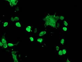 TAL1 Antibody (clone OTI3E2, Carrier-free)