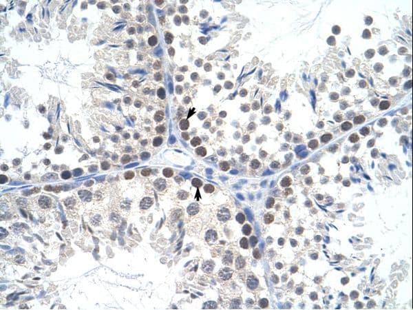 MtTFA / TFAM Antibody (aa169-218)