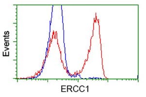 ERCC1 Antibody (clone OTI3G5)
