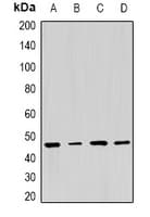 PSMC5 / SUG1 Antibody