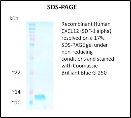 Human cxcl12a / sdf1a Protein (Recombinant)