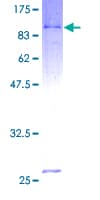 Human TRIP4 / ASC-1 Protein (Recombinant GST)