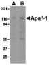 Monoclonal Mouse anti-Human APAF1 / APAF-1 Antibody (clone 2E10, IHC, WB)