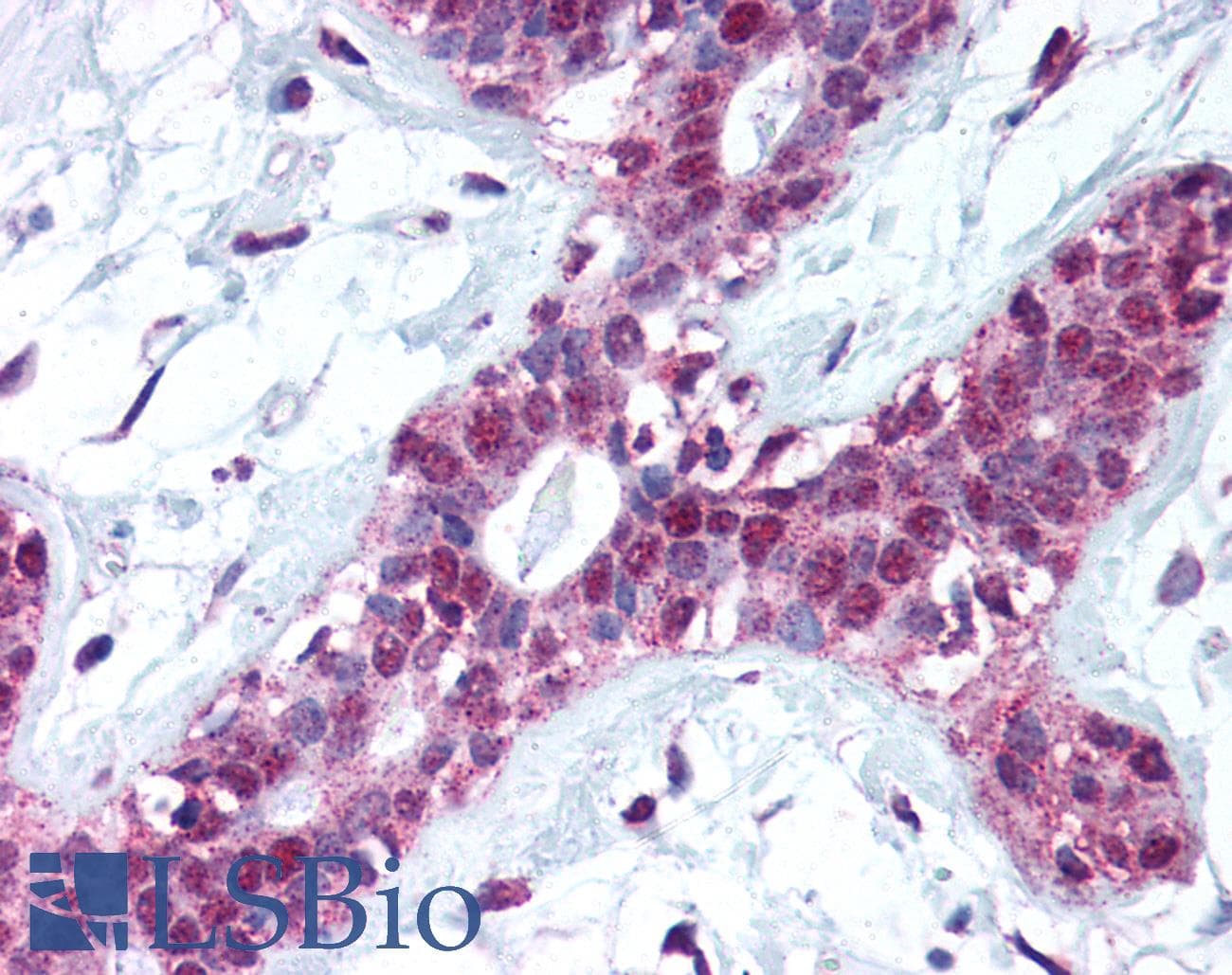 IHC-plus™ KLK13 / Kallikrein 13 Antibody (aa262-277)
