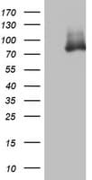 OAS2 Antibody (aa60-335, clone OTI3A3)