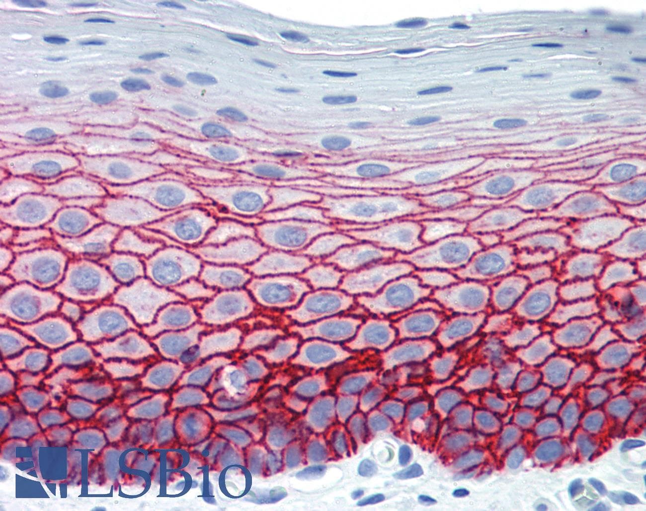 PathPlus™ SDC1 / Syndecan 1 / CD138 Antibody (clone B-A38)