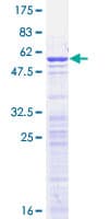 Human H1FX Protein (Recombinant GST)