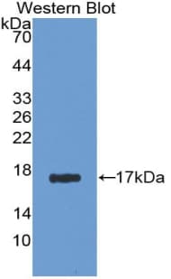 AGMAT Antibody (aa205-347)