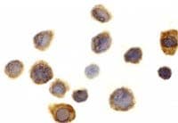 IHC-plus™ Polyclonal Rabbit anti-Human SIRPA / CD172a Antibody (IHC, WB)