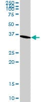 Monoclonal Mouse anti-Human GAPDH Antibody (clone 3C2, WB)