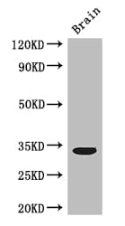 CCNC / Cyclin C Antibody