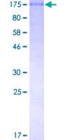 Human PASD1 Protein (Recombinant GST)