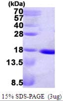 E. coli ndk Protein (Recombinant His)