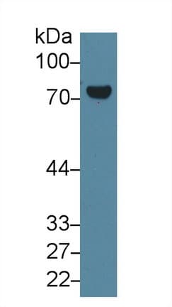 TGM2 / Transglutaminase 2 Antibody (aa1-687, Biotin)