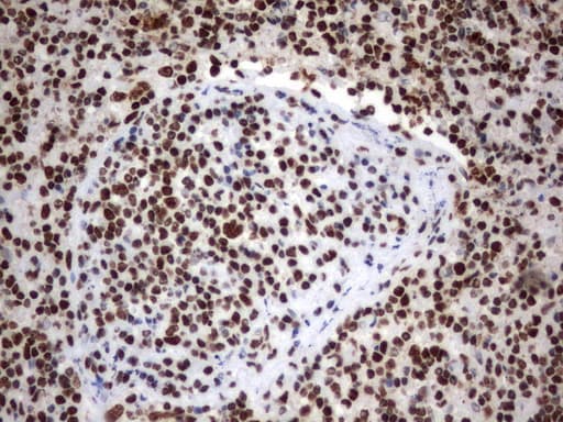 MLF1 Antibody (clone UMAB138)