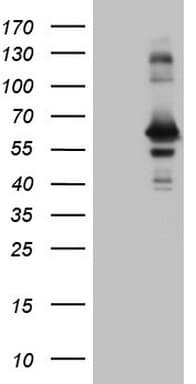 RAB3IP / RABIN3 Antibody (clone OTI5D1)