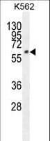 FAM155A Antibody (aa45-72)