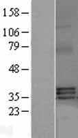 Human BAFF / TNFSF13B Protein (Over-Expression Lysate Myc-DDK (Flag))