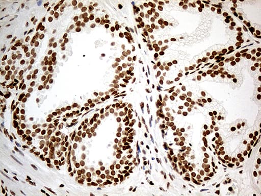 MED9 Antibody (clone OTI7F11)