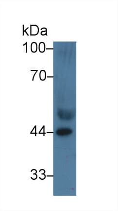 APOA4 Antibody (aa21-235, APC)