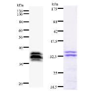 Monoclonal Mouse anti-Human MYBL2 Antibody (clone MYBAD10A, IF, WB)