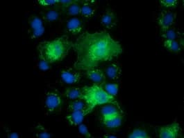 PYCRL Antibody (clone OTI2E10, Carrier-free)
