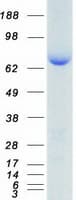 Human HSP90AB1 / HSP90 Alpha B1 Protein (Recombinant Myc-DDK (Flag))