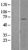 SENP3 Protein (Over-Expression Lysate Myc-DDK (Flag))