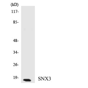 SNX3 Antibody (aa76-125)