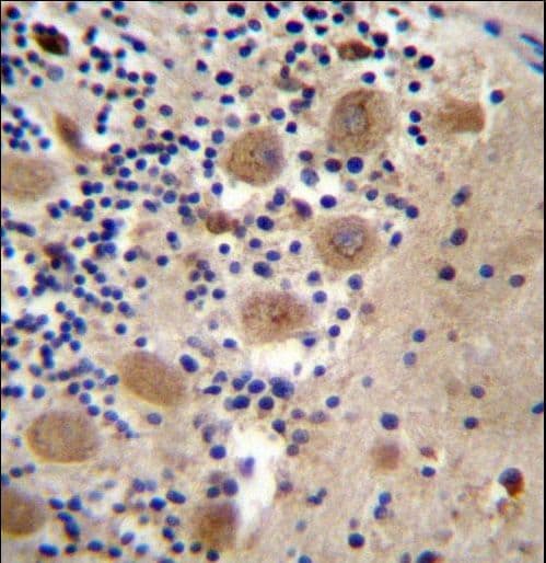 AFG3L2 Antibody (aa52-80)