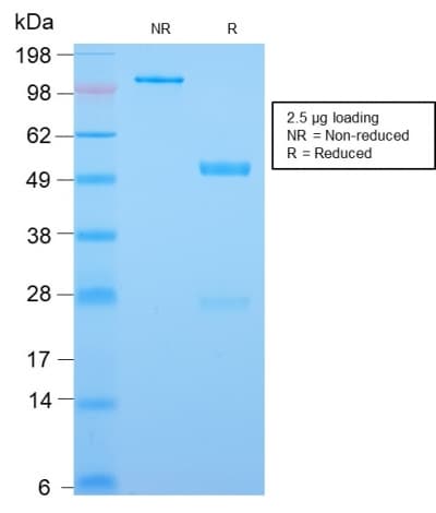 CDX2 Antibody (aa150-249, clone CDX2/2951R)