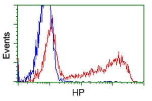 HP / Haptoglobin Antibody (clone OTI1B1)